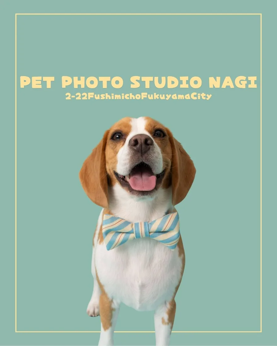 ミントグリーンの背景で、しま模様の蝶ネクタイをつけたビーグル。PET PHOTO STUDIO NAGI